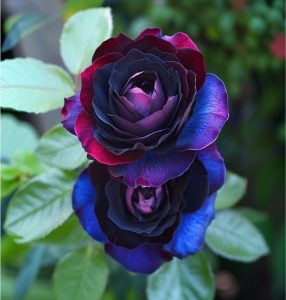 Роза Скарлет Рэвери купить по цене от 489р. в интернет-магазине «Посадика» с доставкой почтой в в Кызыле и по всей России – [изображение №1].