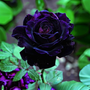 Роза Блэк Пантер купить по цене от 319р. в интернет-магазине «Посадика» с доставкой почтой в в Кызыле и по всей России – [изображение №1].