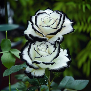 Роза Силк Ивин купить по цене от 319р. в интернет-магазине «Посадика» с доставкой почтой в в Кызыле и по всей России – [изображение №1].