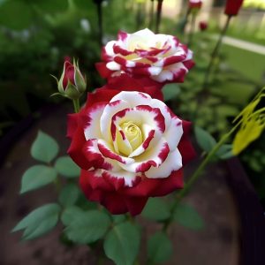 Роза Роял Глом купить по цене от 401р. в интернет-магазине «Посадика» с доставкой почтой в в Кызыле и по всей России – [изображение №1].