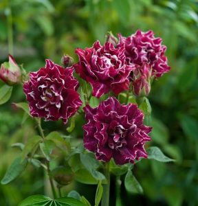 Роза Опаловый Пейзаж купить по цене от 490р. в интернет-магазине «Посадика» с доставкой почтой в в Кызыле и по всей России – [изображение №1].