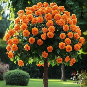 Роза Солнечный Шарм купить по цене от 349р. в интернет-магазине «Посадика» с доставкой почтой в в Кызыле и по всей России – [изображение №1].