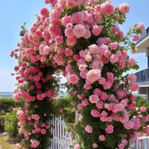 Роза Пастель Розе купить по цене от 605р. в интернет-магазине «Посадика» с доставкой почтой в в Кызыле и по всей России – [изображение №1].