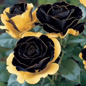 Роза Ханни Сикл купить по цене от 700р. в интернет-магазине «Посадика» с доставкой почтой в в Кызыле и по всей России – [изображение №1].