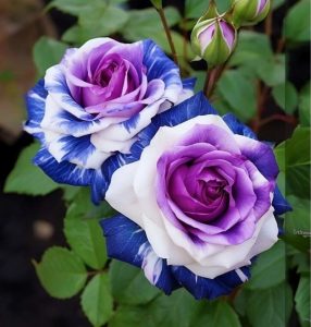 Роза Айвори Каскад купить по цене от 420р. в интернет-магазине «Посадика» с доставкой почтой в в Кызыле и по всей России – [изображение №1].