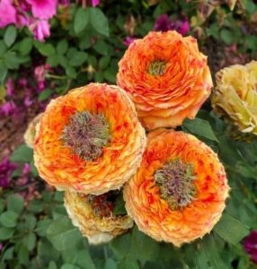 Роза Золотой Мираж купить по цене от 420р. в интернет-магазине «Посадика» с доставкой почтой в в Кызыле и по всей России – [изображение №1].