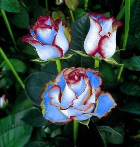 Роза Сафайер Пэтл купить по цене от 450р. в интернет-магазине «Посадика» с доставкой почтой в в Кызыле и по всей России – [изображение №1].