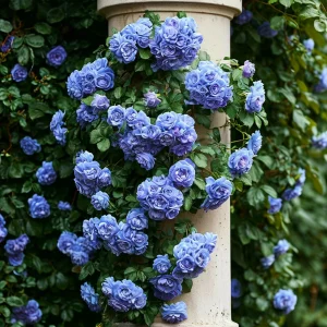 Роза плетистая Блю Перпл купить по цене от 540р. в интернет-магазине «Посадика» с доставкой почтой в в Кызыле и по всей России – [изображение №1].